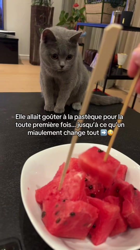 TikTok video thumbnail by sitra.family
