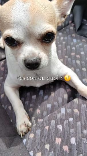 TikTok video thumbnail by oupi_goupi12