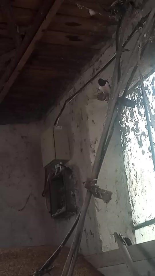 TikTok video thumbnail by magheru69