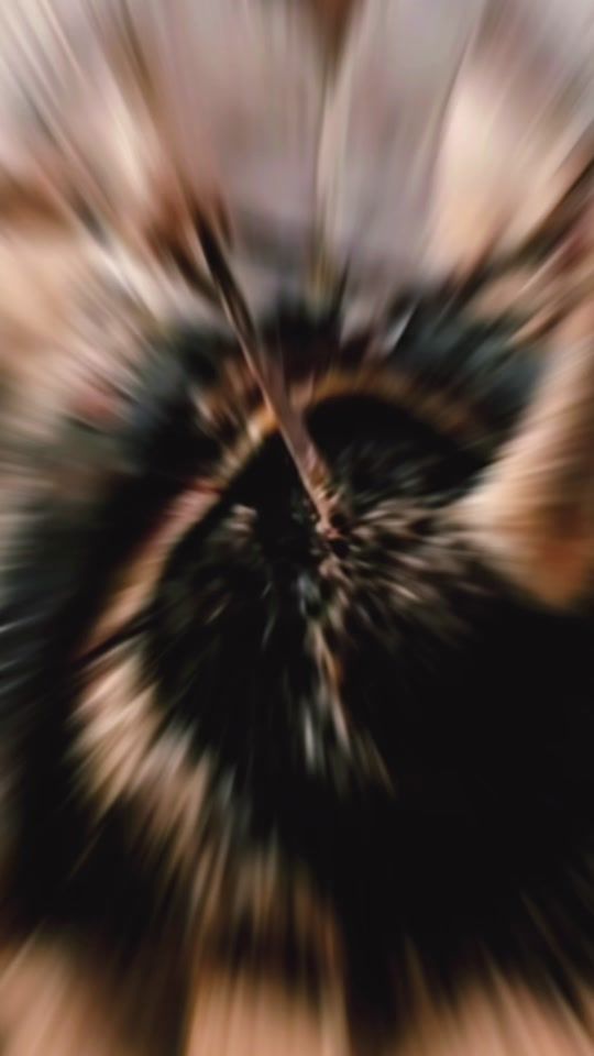TikTok video thumbnail by wild_lyon