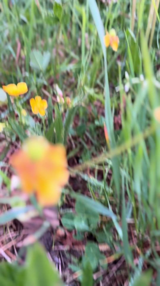 TikTok video thumbnail by vaness_border