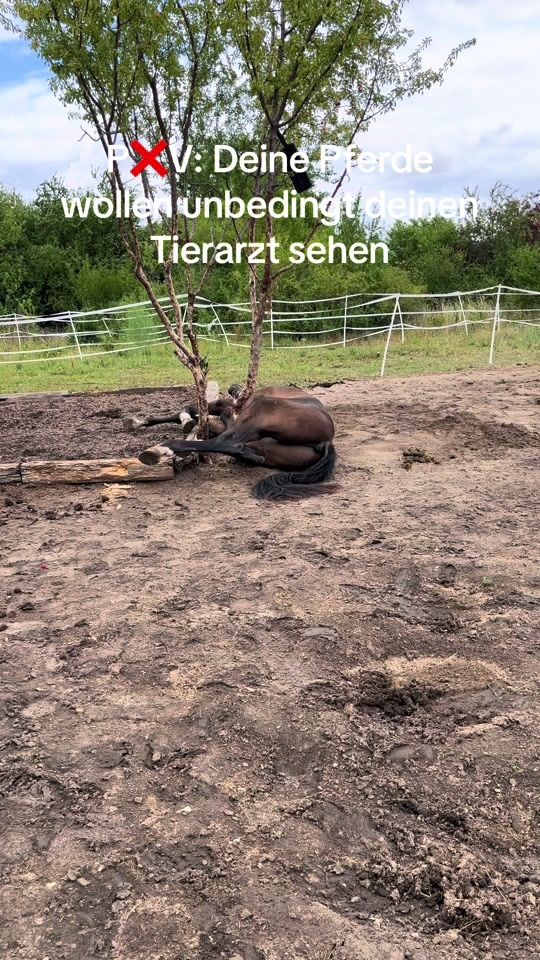 TikTok video thumbnail by .kr.equestrian