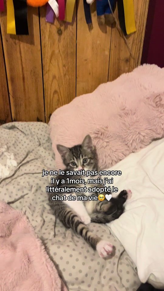 TikTok video thumbnail by faustinee.17