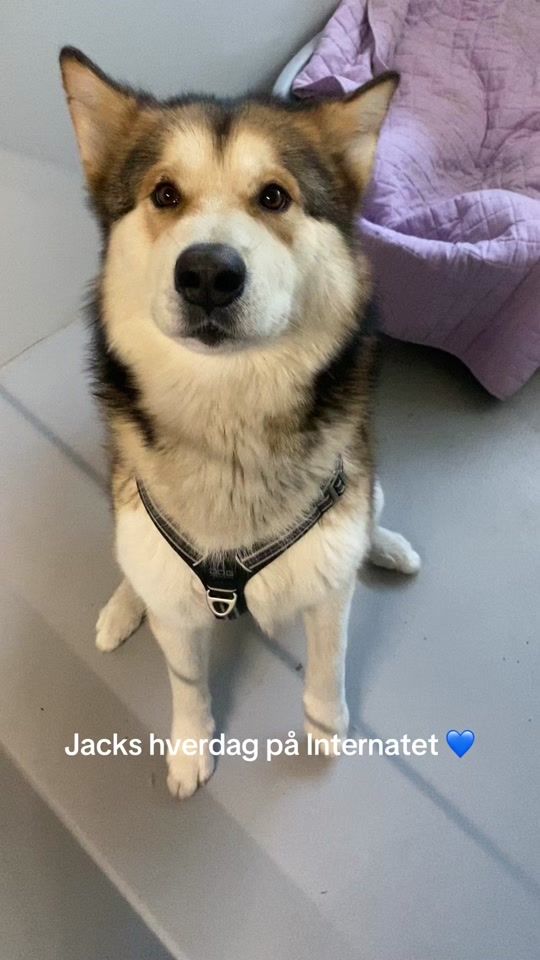 TikTok video thumbnail by roskildeinternat