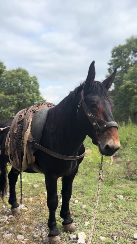 TikTok video thumbnail by micheleacampora02