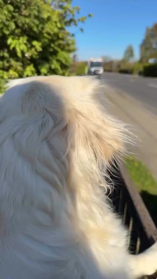 TikTok video thumbnail by dogmom.dk
