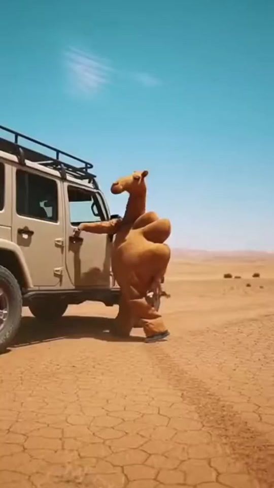 TikTok video thumbnail by minipetworld1