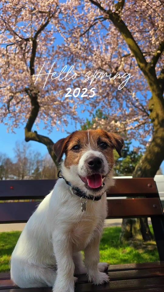TikTok video thumbnail by jack.russell.diego