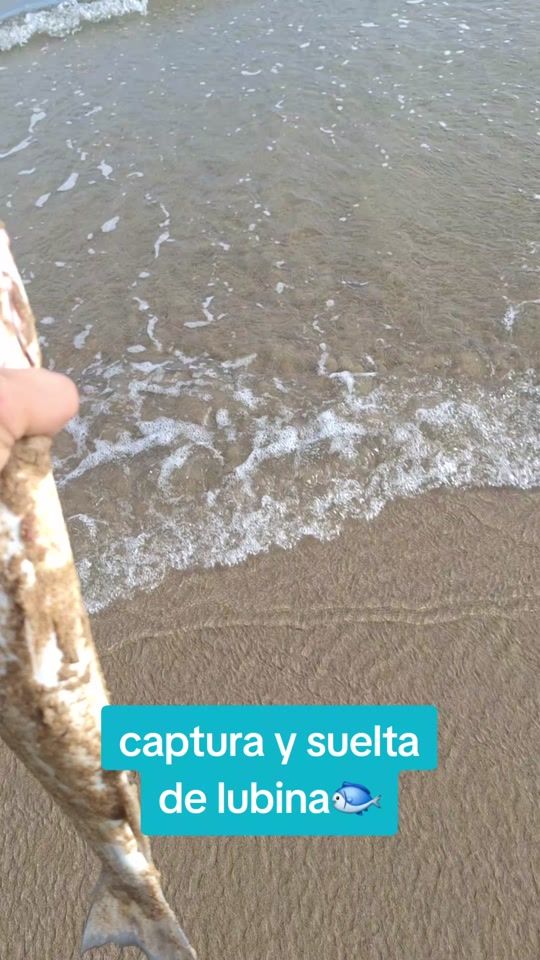 TikTok video thumbnail by marcos_tabares_fishing