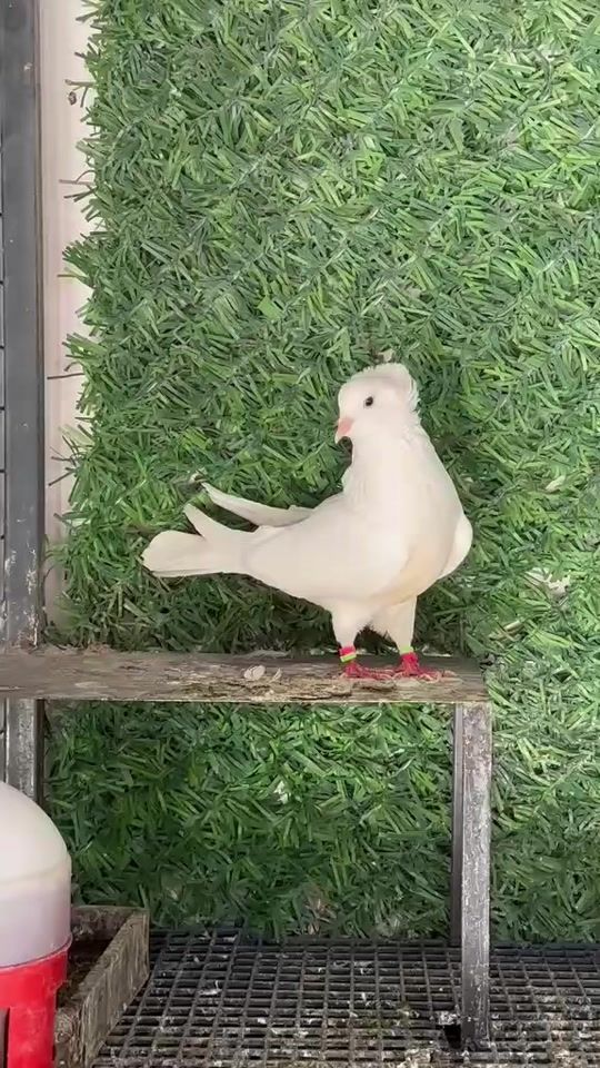 TikTok video thumbnail by haris.mmv