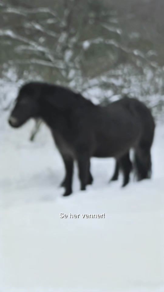 TikTok video thumbnail by vildmarkendk