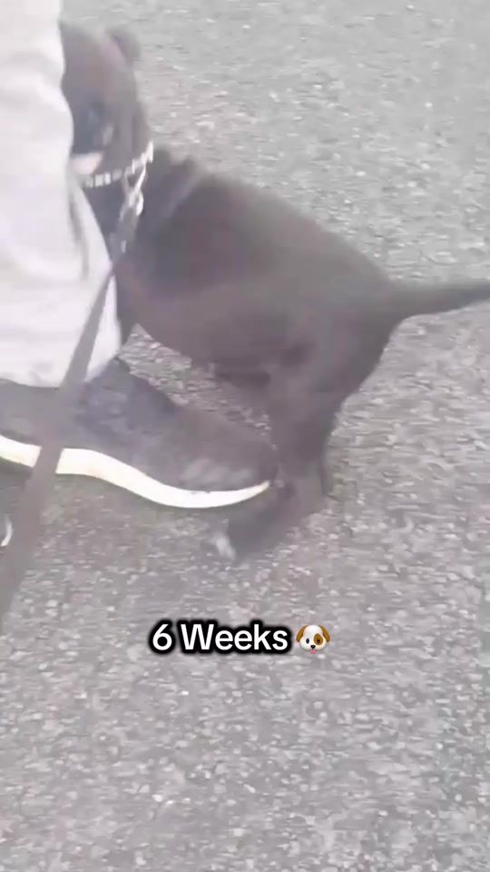 TikTok video thumbnail by acexsbt