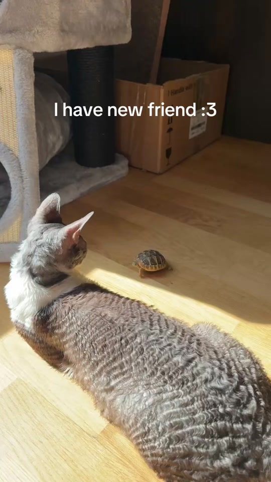 TikTok video thumbnail by cornishrex.feya