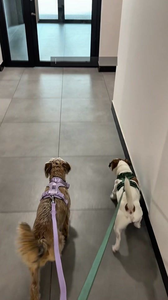 TikTok video thumbnail by jack_russell_ptys