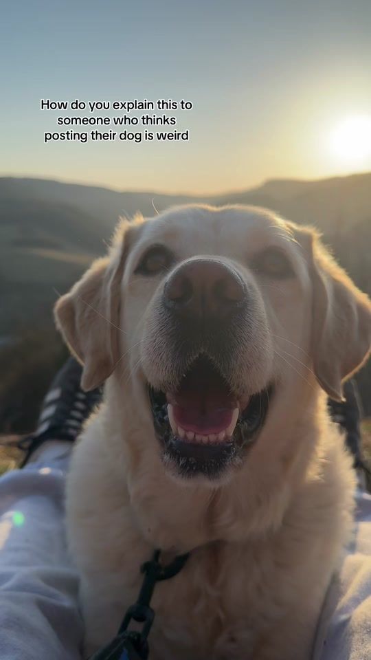 TikTok video thumbnail by labragolden.life