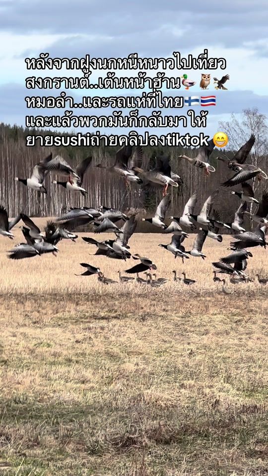 TikTok video thumbnail by sushi..789