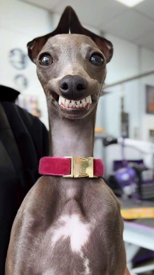 TikTok video thumbnail by tchikitos0