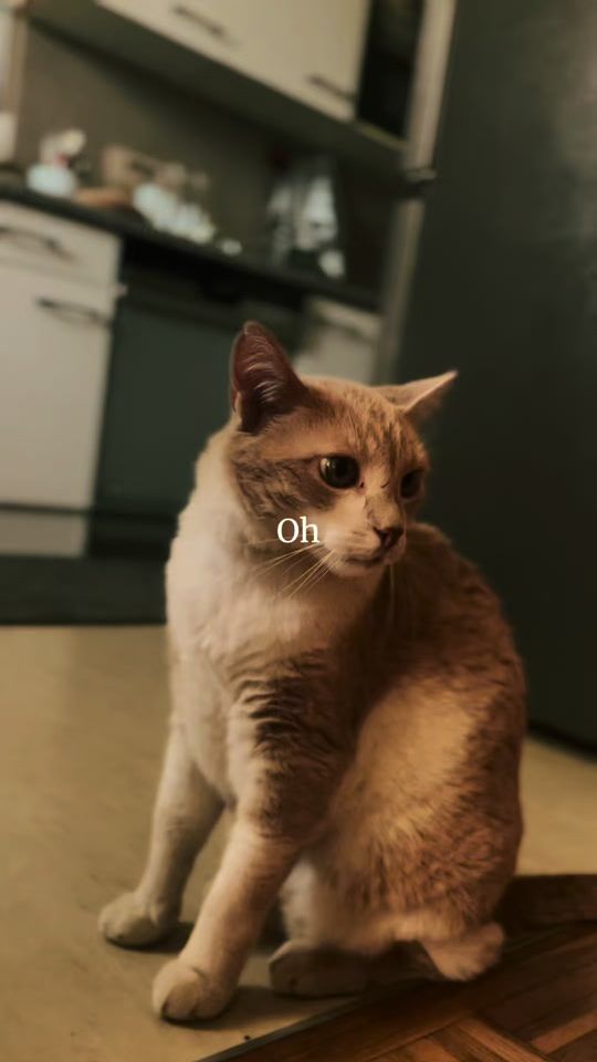 TikTok video thumbnail by _02_09_2022_