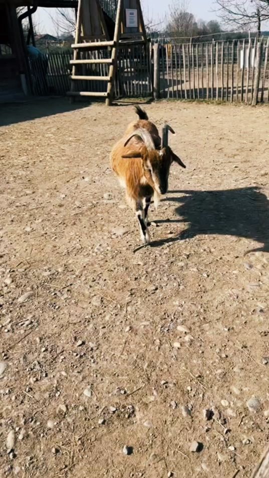 TikTok video thumbnail by bodour07
