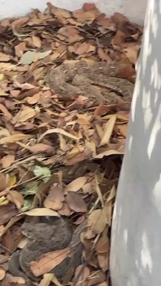 TikTok video thumbnail by attobanjul