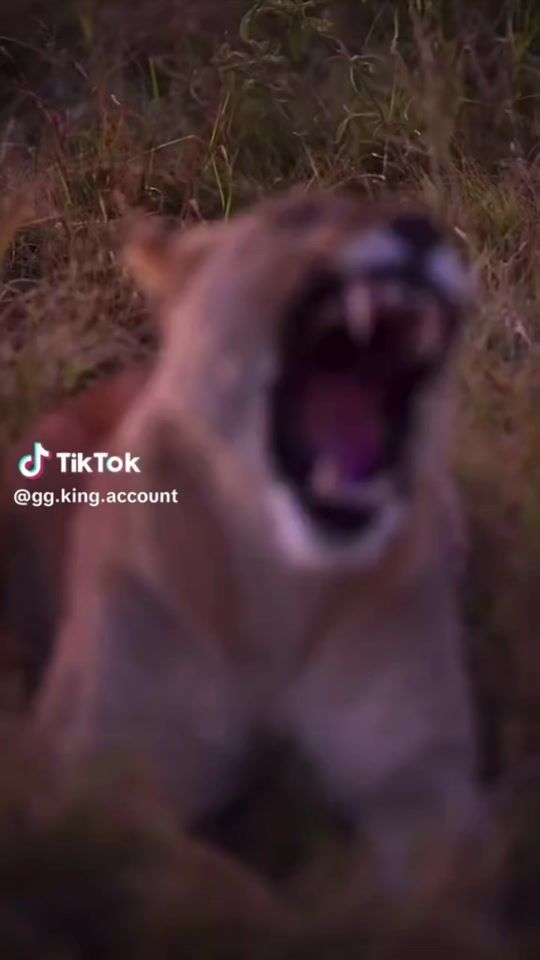 TikTok video thumbnail by zannathekiller666