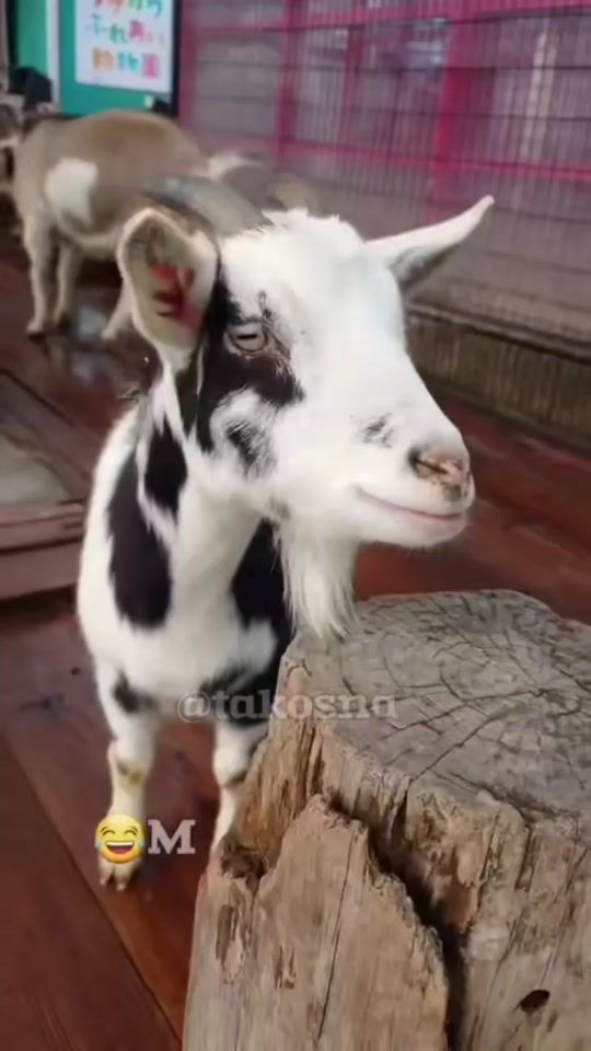 TikTok video thumbnail by tadas_43