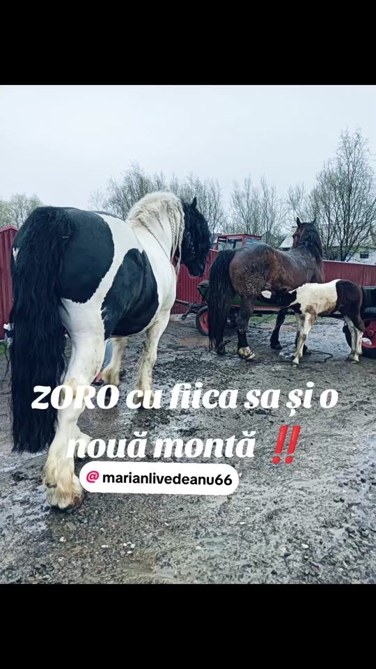TikTok video thumbnail by smadiciionutandrei