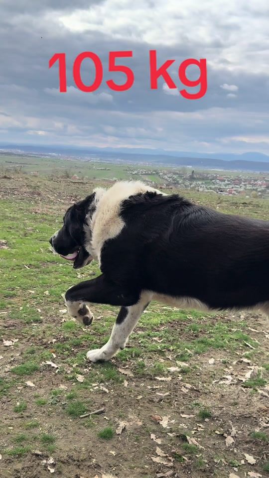 TikTok video thumbnail by dodoaca