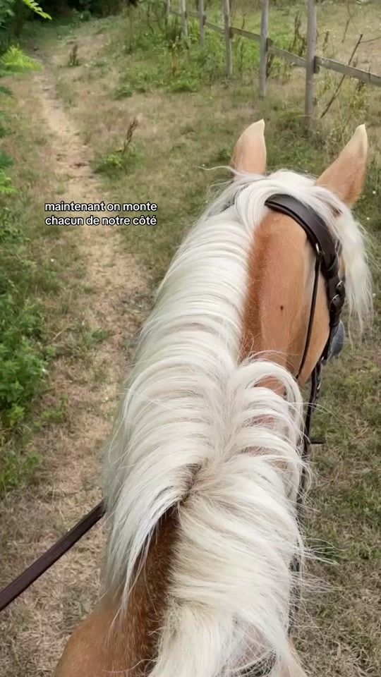 TikTok video thumbnail by horse.12.3