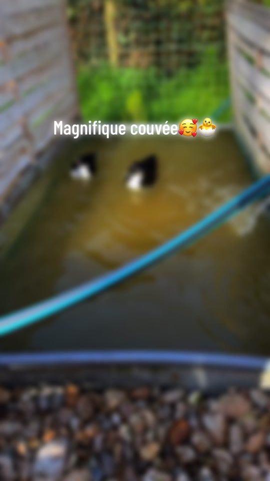 TikTok video thumbnail by flosauvaginier