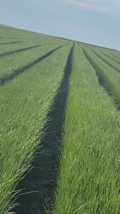 TikTok video thumbnail by cattalinnwtz