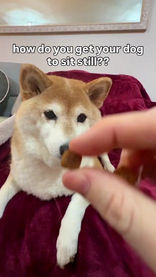 TikTok video thumbnail by eevee.bork