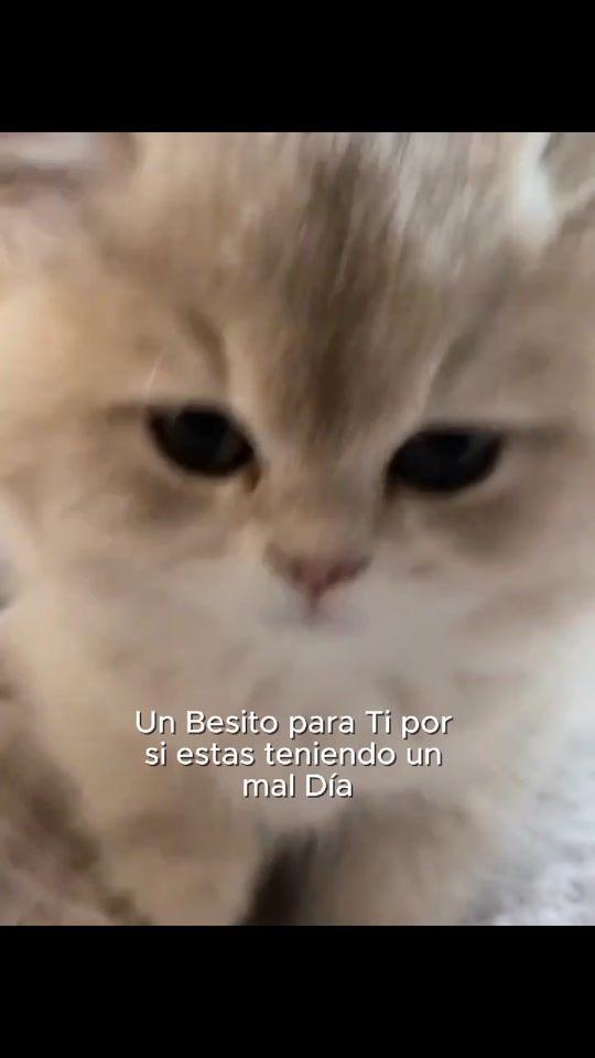 TikTok video thumbnail by vidadulcesinazcar