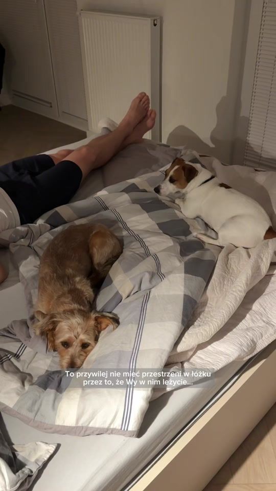 TikTok video thumbnail by jack_russell_ptys