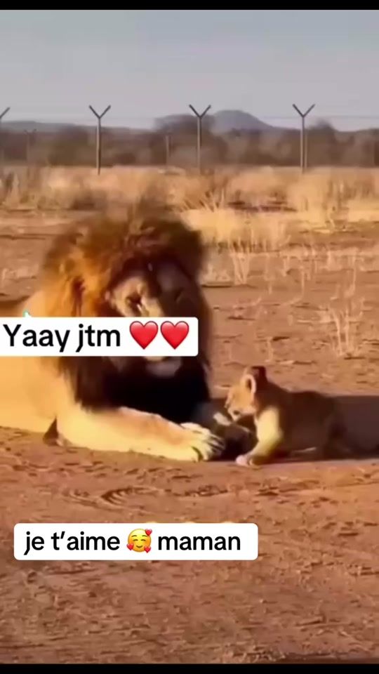 TikTok video thumbnail by el.bachir.comdie