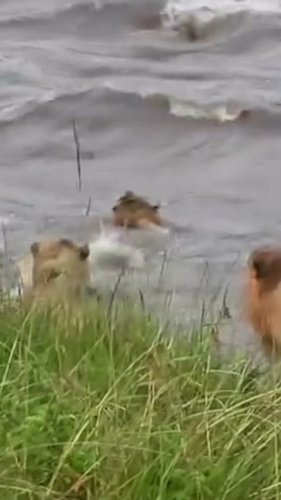 TikTok video thumbnail by animals.worldofficial
