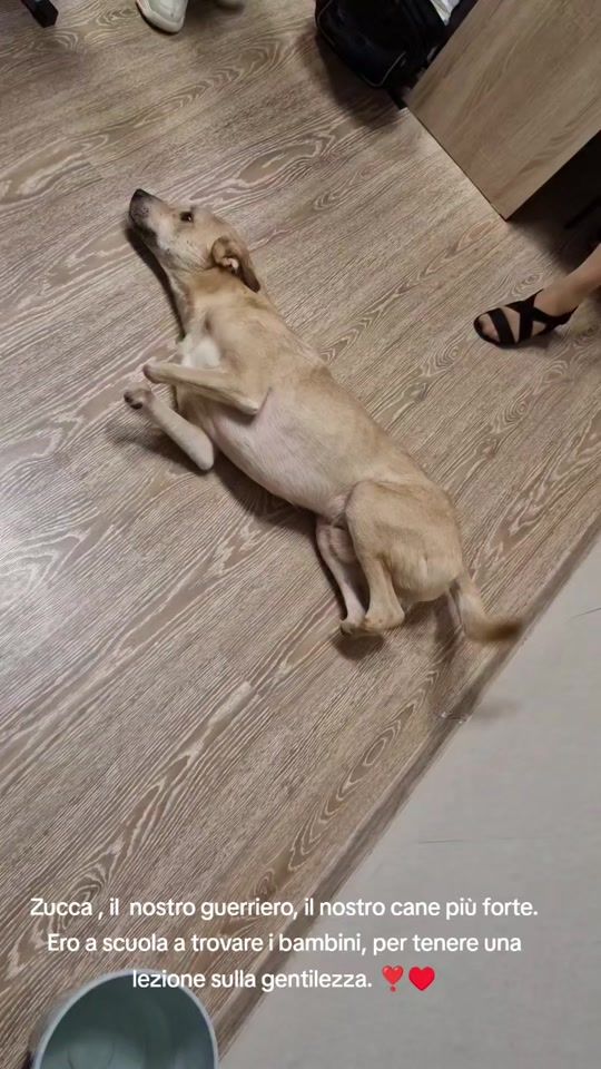 TikTok video thumbnail by cuore.animale