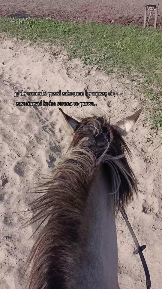 TikTok video thumbnail by eqestrian.ali
