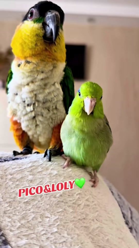 TikTok video thumbnail by picos979