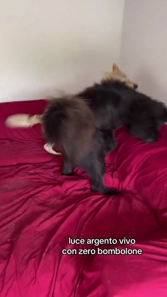 TikTok video thumbnail by fivedogsandfolco_