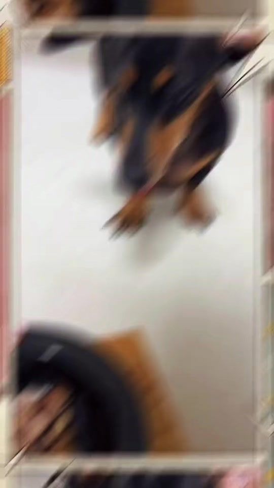 TikTok video thumbnail by noopaws