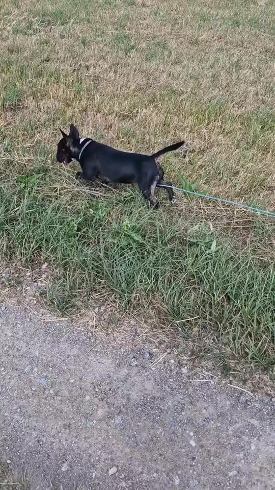 TikTok video thumbnail by mogli_der_minibulli