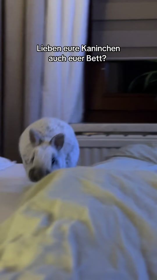 TikTok video thumbnail by virginienm