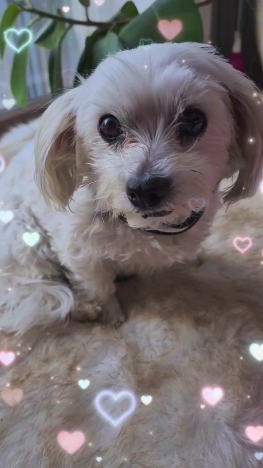 TikTok video thumbnail by tiramisu1963