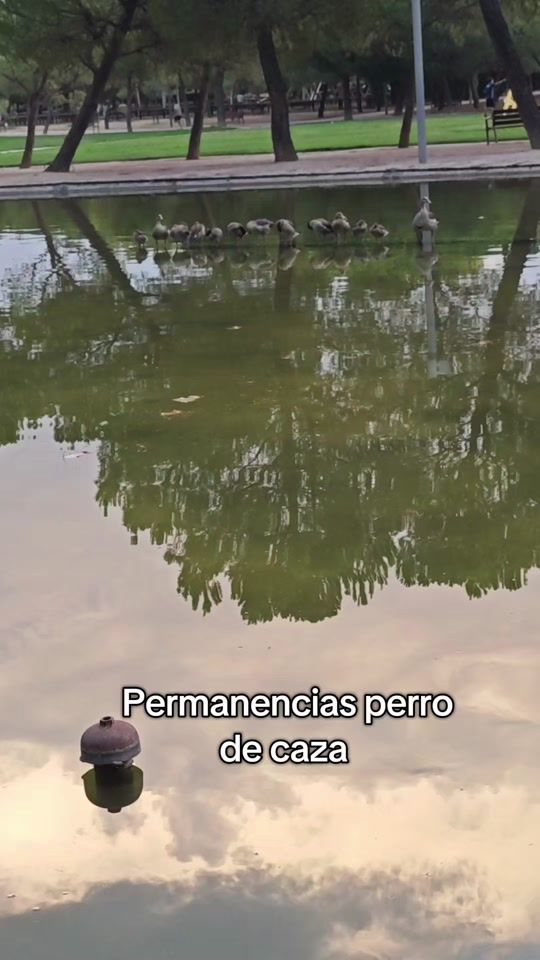 TikTok video thumbnail by lacaniloca