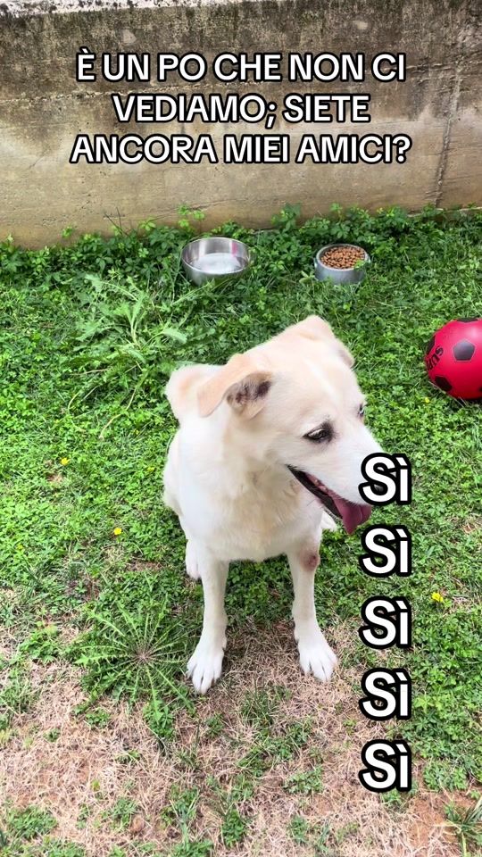 TikTok video thumbnail by olafthedog93