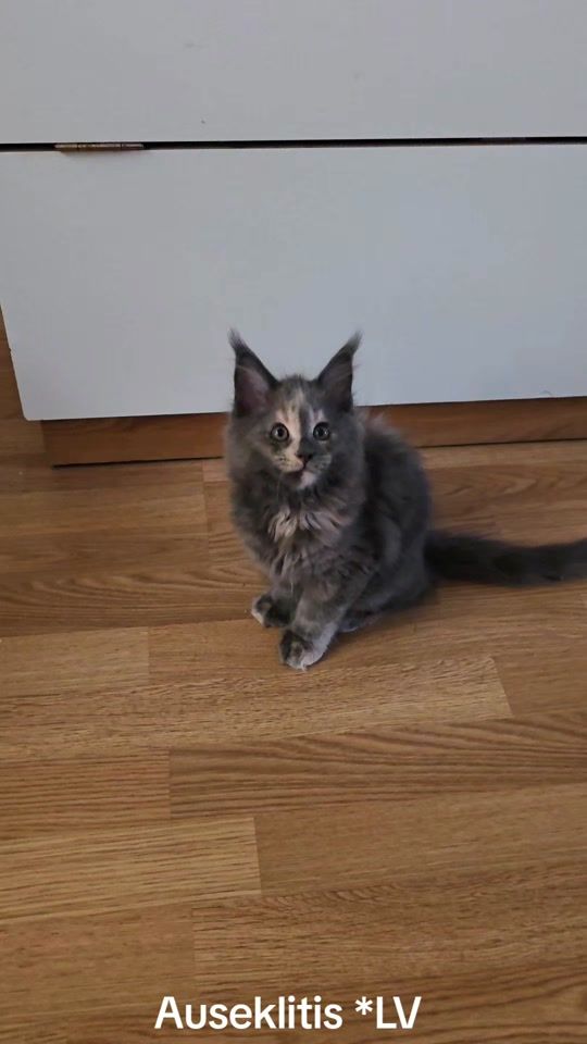 TikTok video thumbnail by uvavinoga