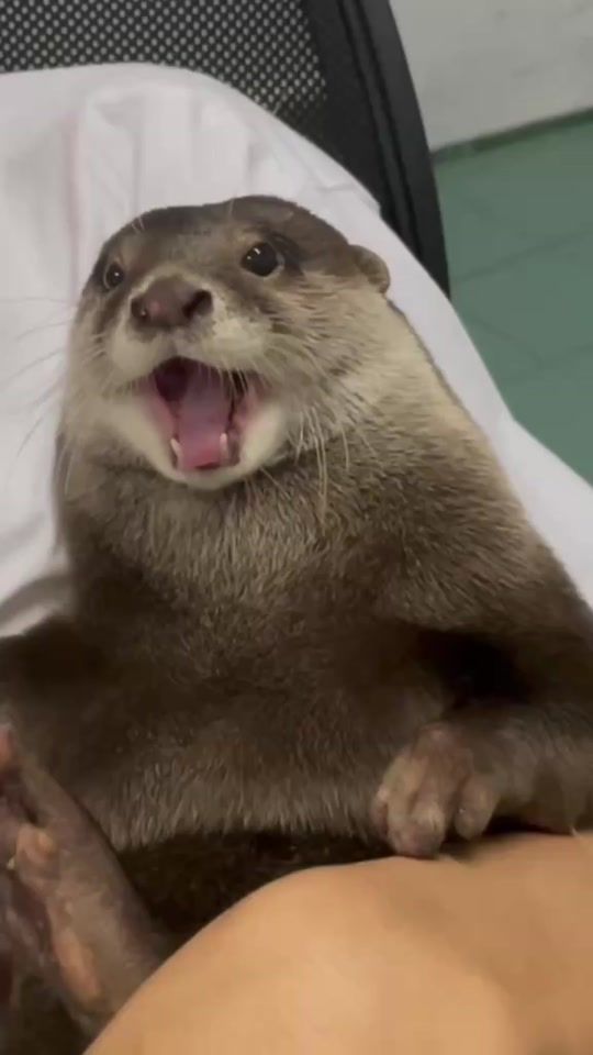 TikTok video thumbnail by mycuteotters