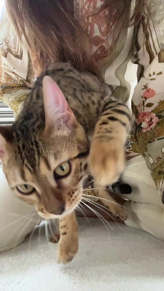 TikTok video thumbnail by leoloveslara