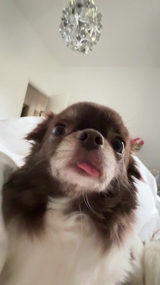 TikTok video thumbnail by chuckymolly